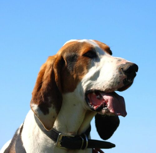 Hans, à l'adoption au refuge SPA de La Rochelle