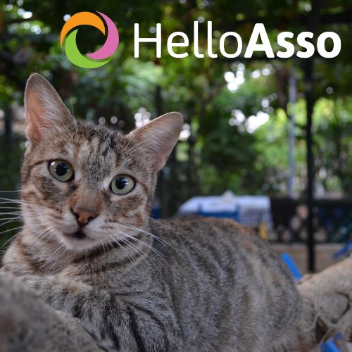 Dons à la SPA La Rochelle-Lagord