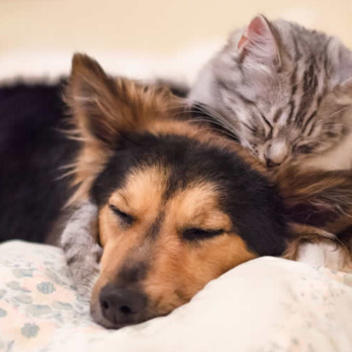 refuge SPA La Rochelle