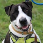 Adopter un chien à La Rochelle