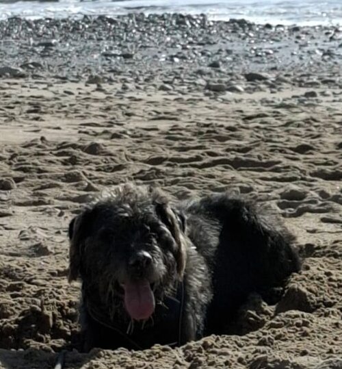 Refuge SPA de La Rochelle et ses environs