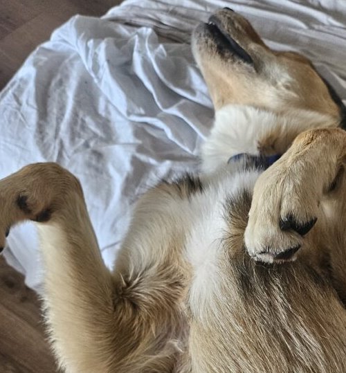 Refuge SPA de La Rochelle et ses environs