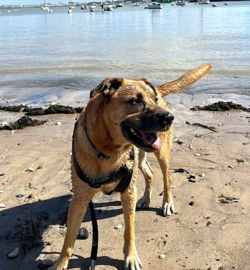 Refuge SPA de La Rochelle et ses environs