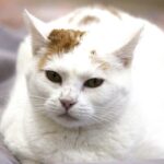 Adopter un chat à La Rochelle