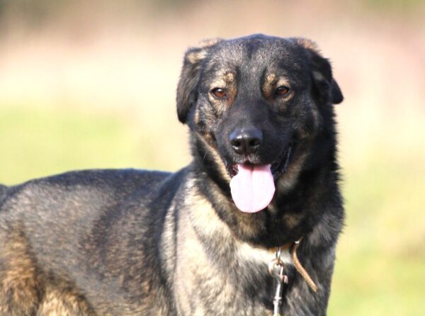 MAKO à l'adoption - SPA La Rochelle