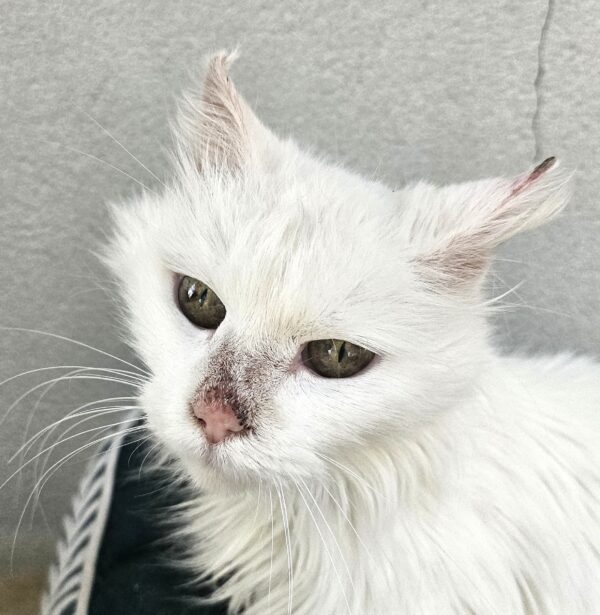 MAKO à l'adoption - SPA La Rochelle