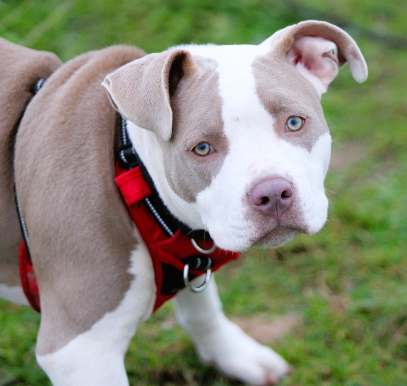 cagnotte Maya Loto organisé par le refuge SPA de La Rochelle et ses environs