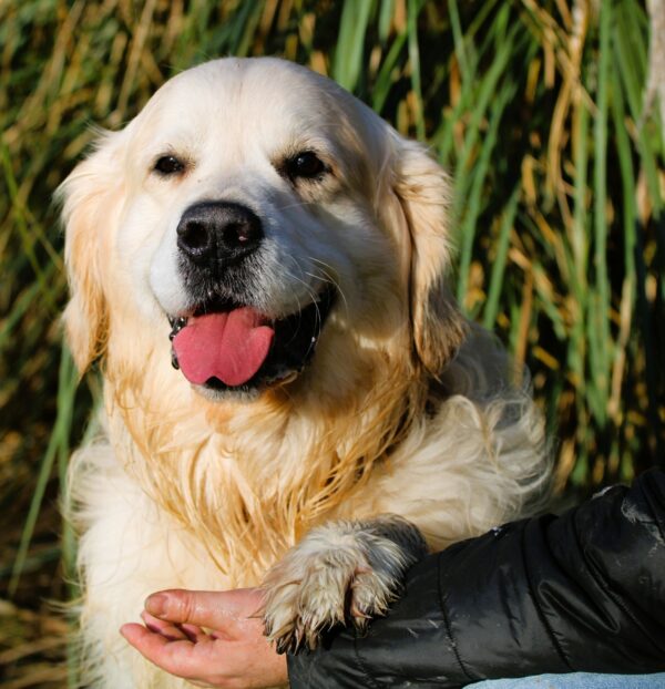 MAKO à l'adoption - SPA La Rochelle