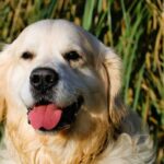 Refuge SPA de La Rochelle et ses environs