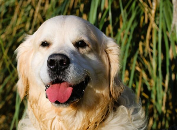 Refuge SPA de La Rochelle et ses environs