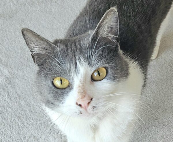 MAKO à l'adoption - SPA La Rochelle