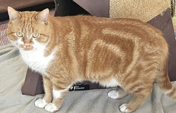 MAKO à l'adoption - SPA La Rochelle