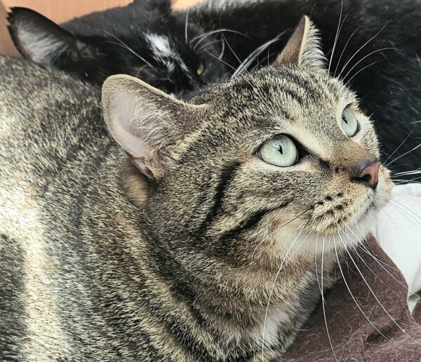 MAKO à l'adoption - SPA La Rochelle