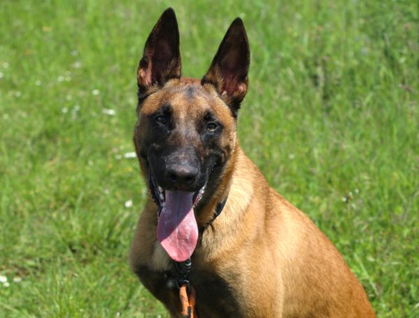 MAKO à l'adoption - SPA La Rochelle