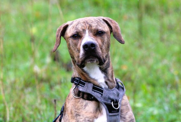 MAKO à l'adoption - SPA La Rochelle