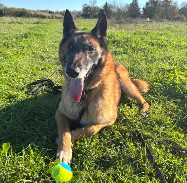 MAKO à l'adoption - SPA La Rochelle