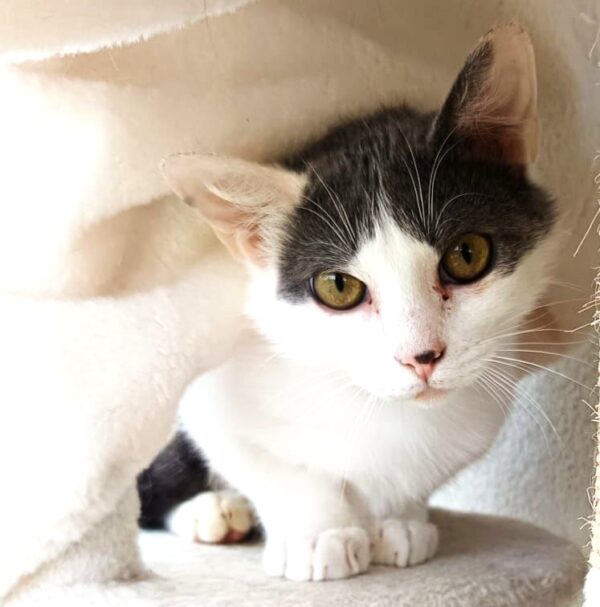 MAKO à l'adoption - SPA La Rochelle