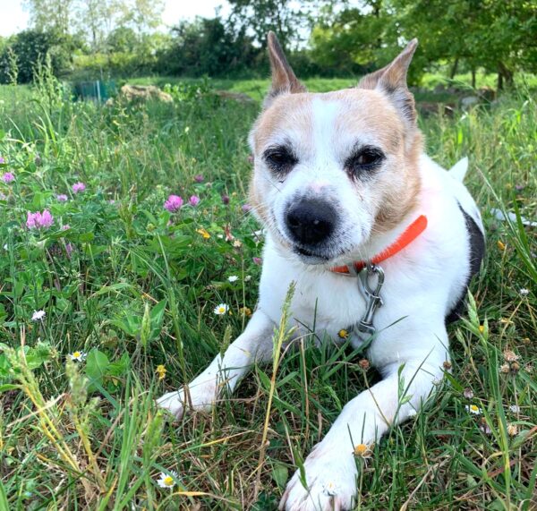 MAKO à l'adoption - SPA La Rochelle