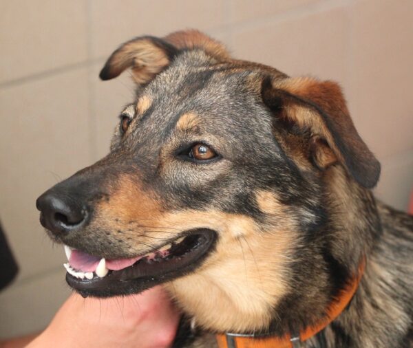 MAKO à l'adoption - SPA La Rochelle