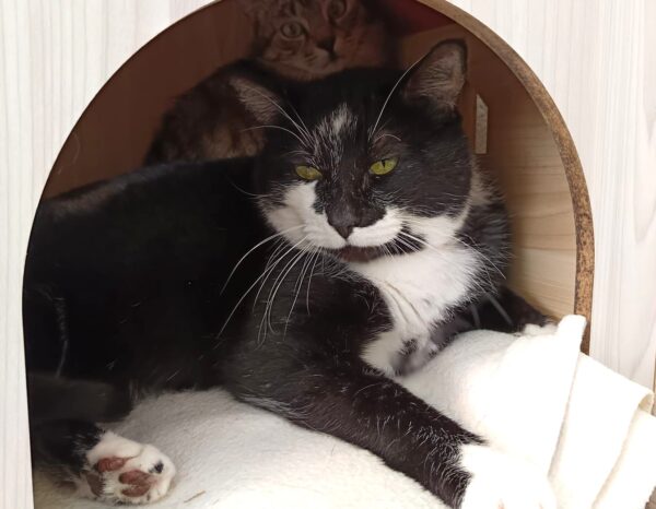MAKO à l'adoption - SPA La Rochelle