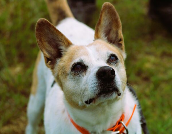 MAKO à l'adoption - SPA La Rochelle