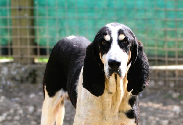 MAKO à l'adoption - SPA La Rochelle