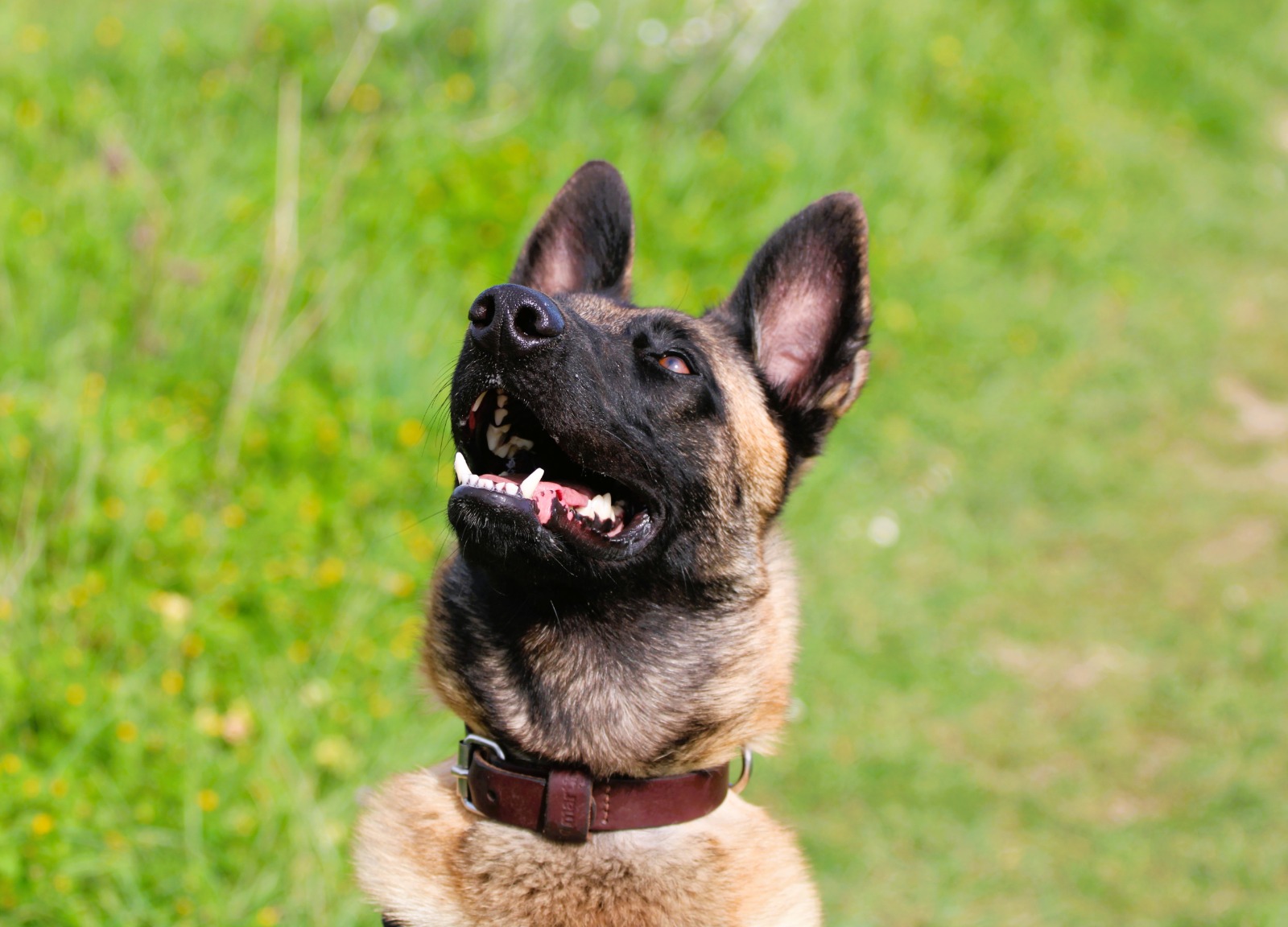 MAKO à l'adoption - SPA La Rochelle