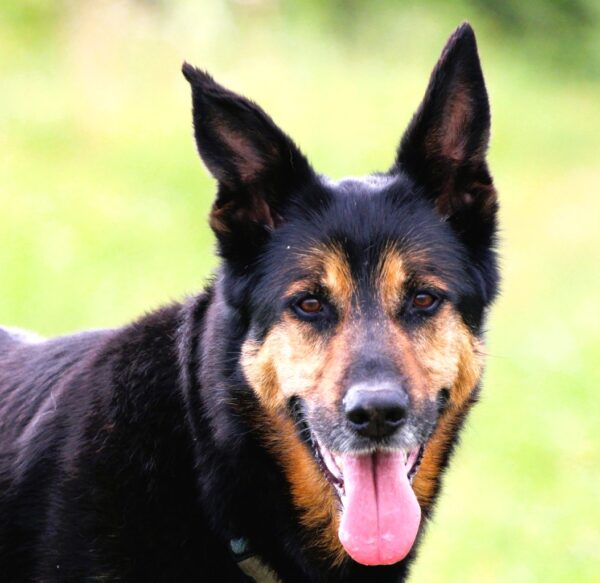 MAKO à l'adoption - SPA La Rochelle