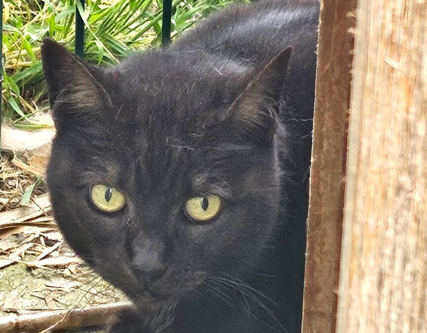 Minette – SOS !