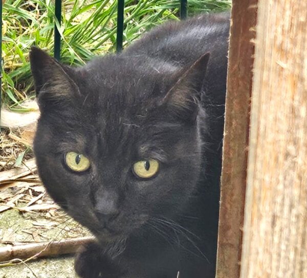 MAKO à l'adoption - SPA La Rochelle