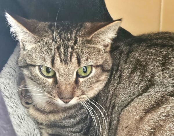 MAKO à l'adoption - SPA La Rochelle