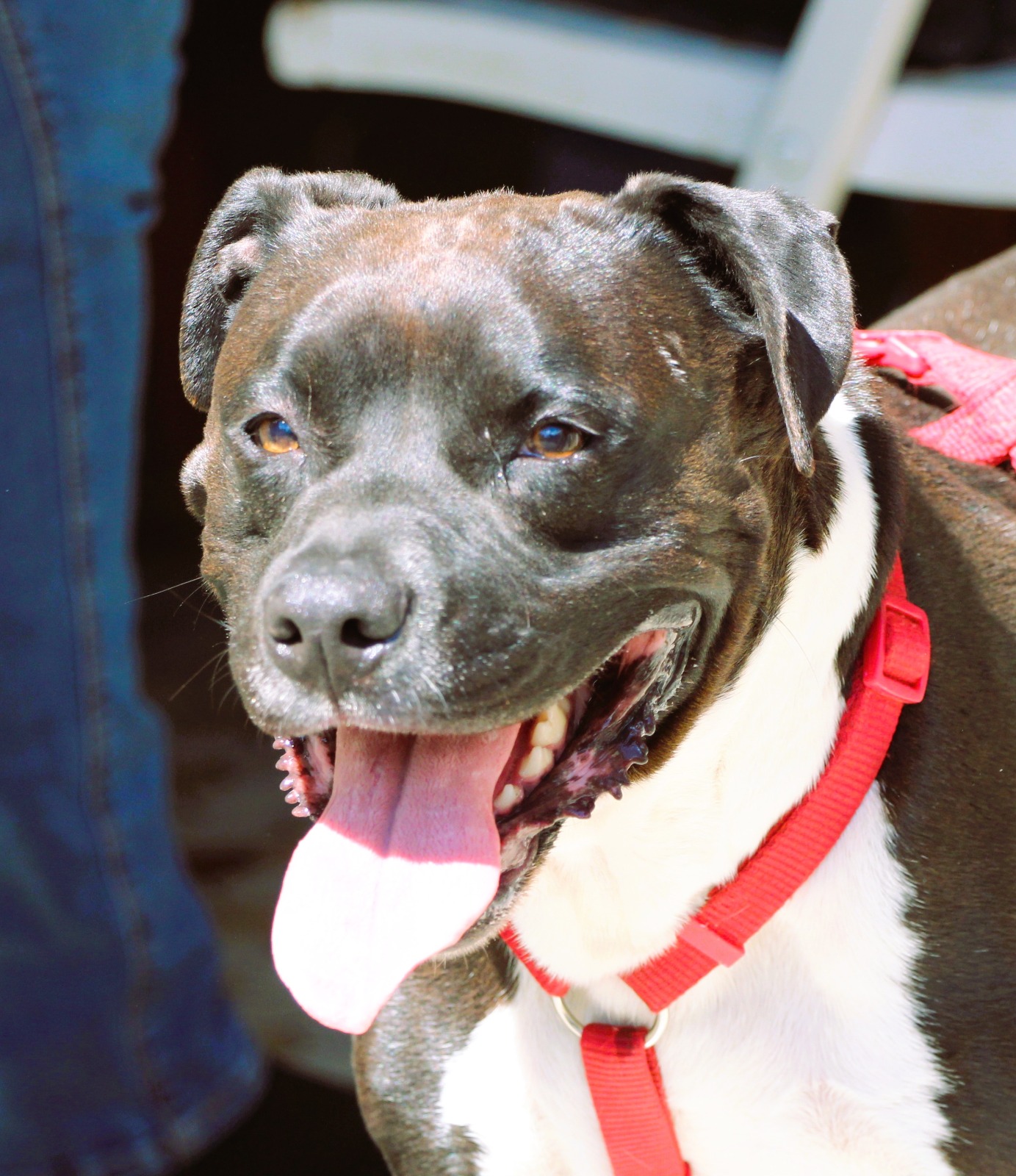 MAKO à l'adoption - SPA La Rochelle