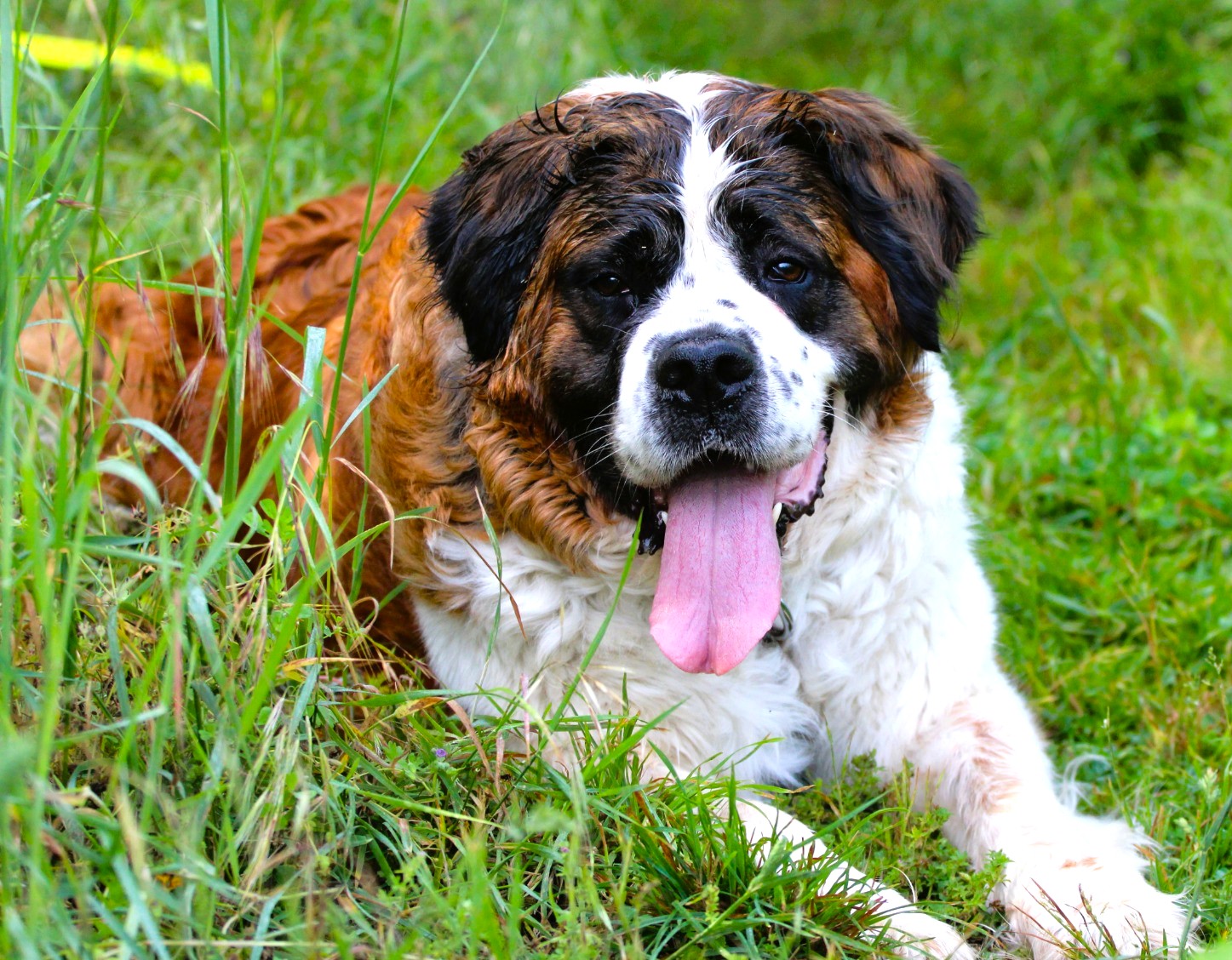 MAKO à l'adoption - SPA La Rochelle