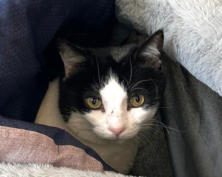 MAKO à l'adoption - SPA La Rochelle