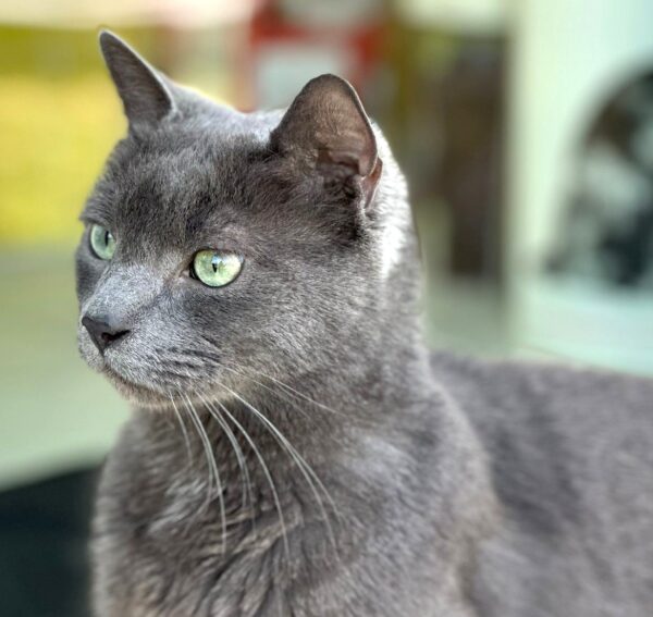 MAKO à l'adoption - SPA La Rochelle