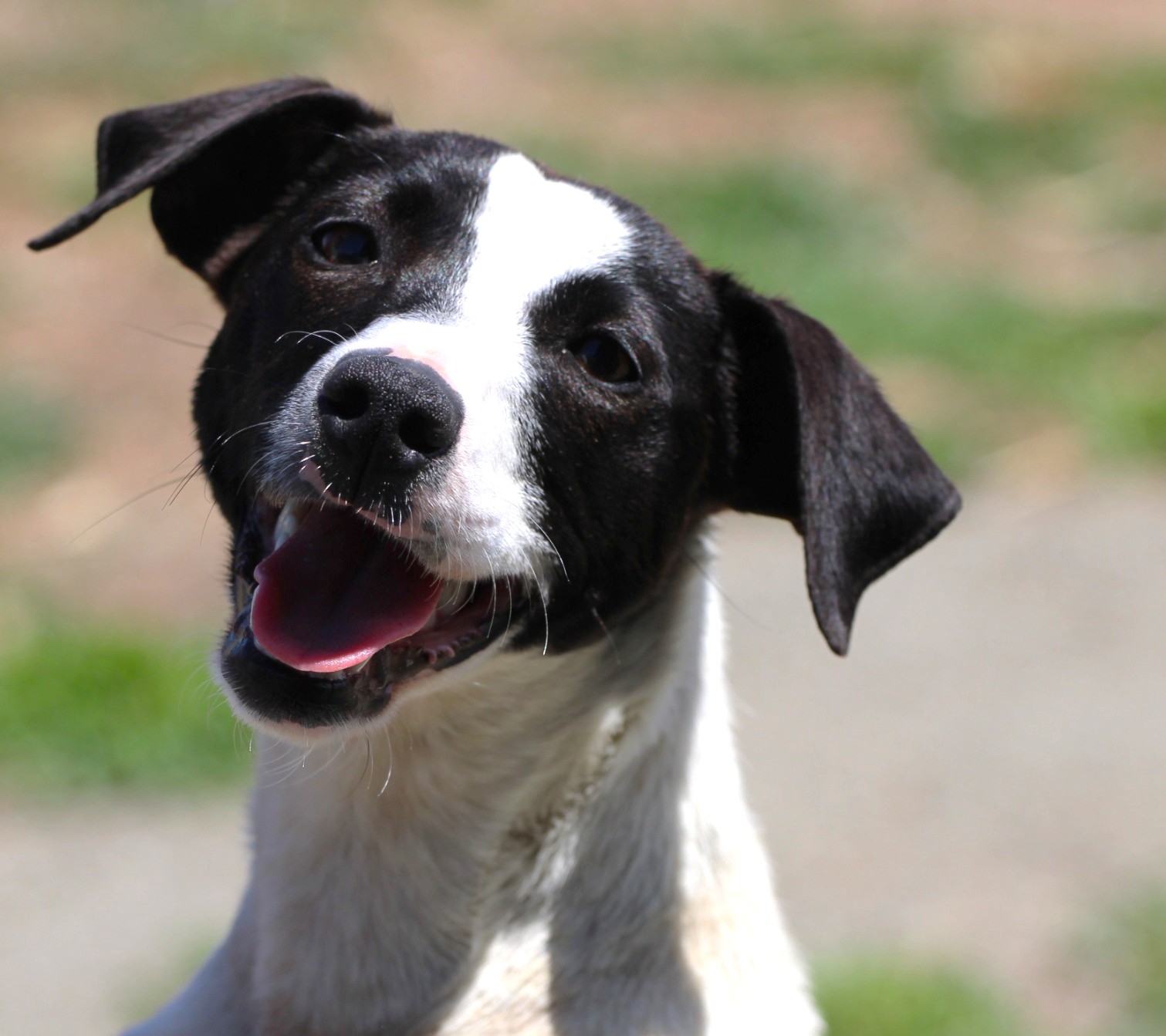 MAKO à l'adoption - SPA La Rochelle
