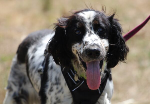 MAKO à l'adoption - SPA La Rochelle