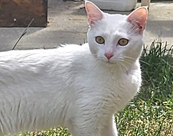 MAKO à l'adoption - SPA La Rochelle