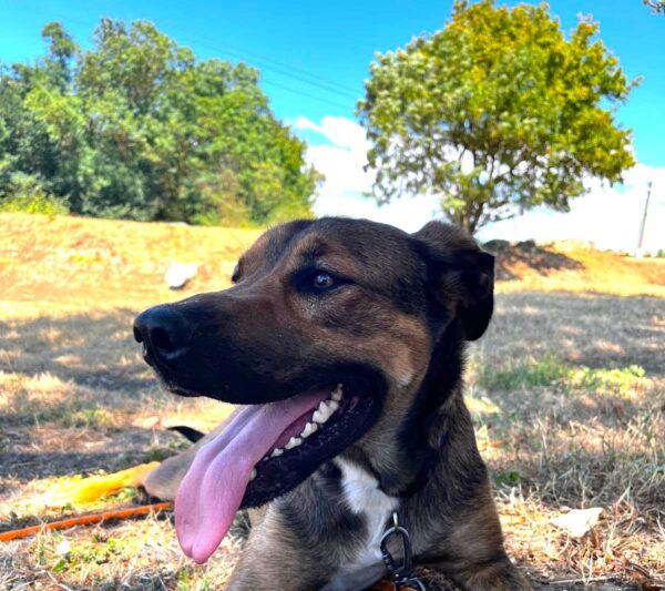 MAKO à l'adoption - SPA La Rochelle