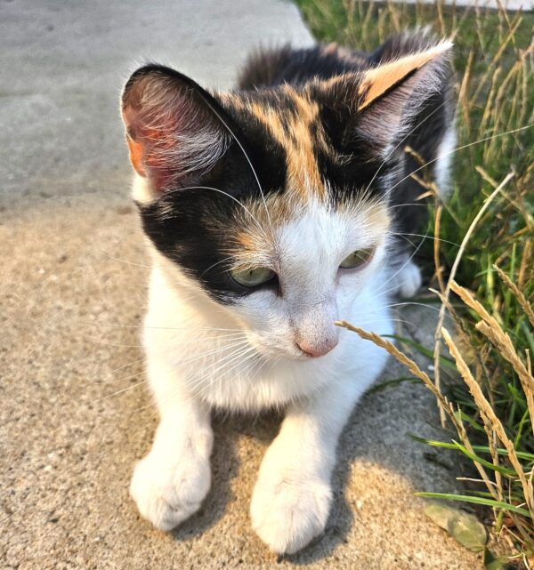 MAKO à l'adoption - SPA La Rochelle