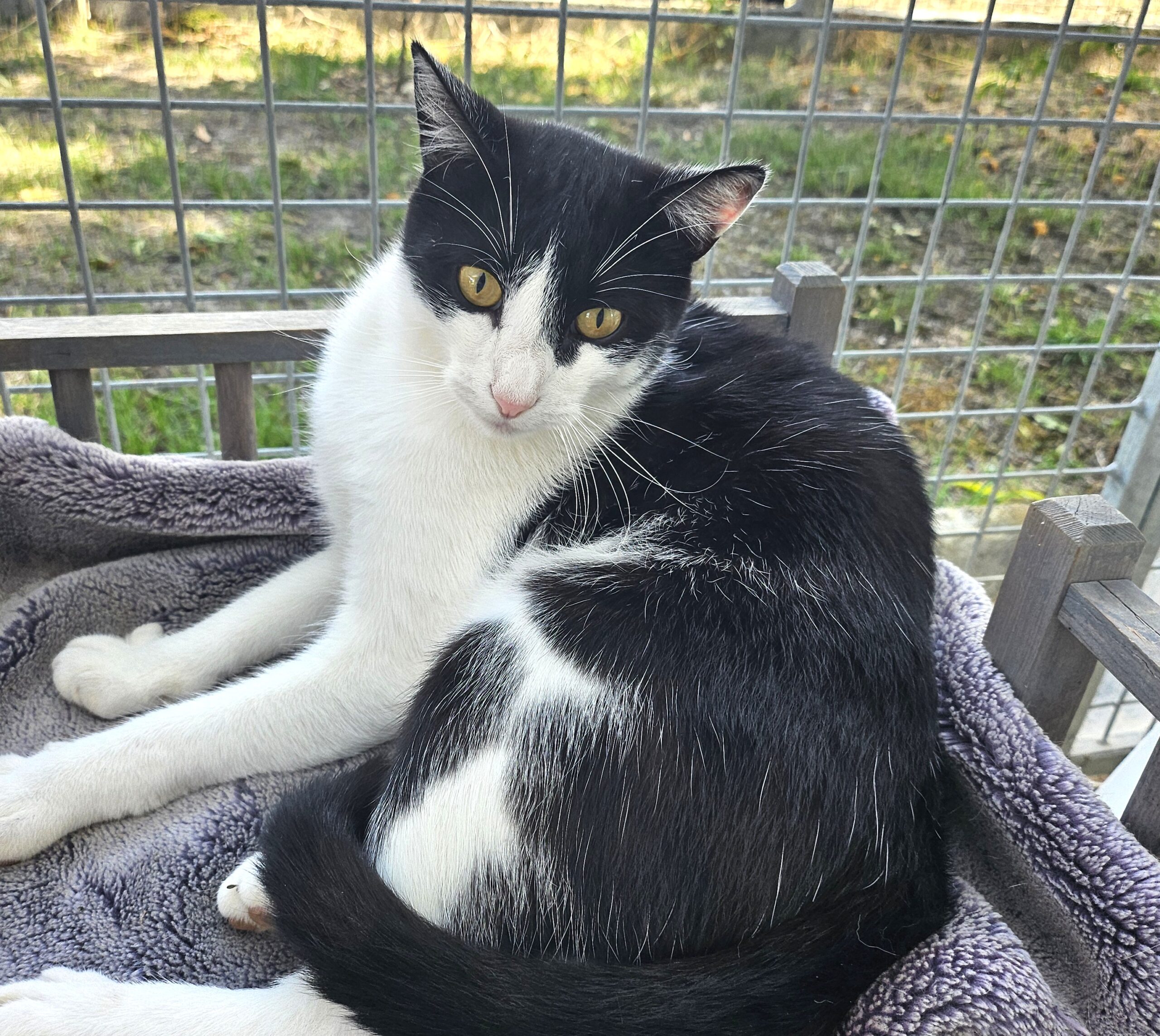 MAKO à l'adoption - SPA La Rochelle