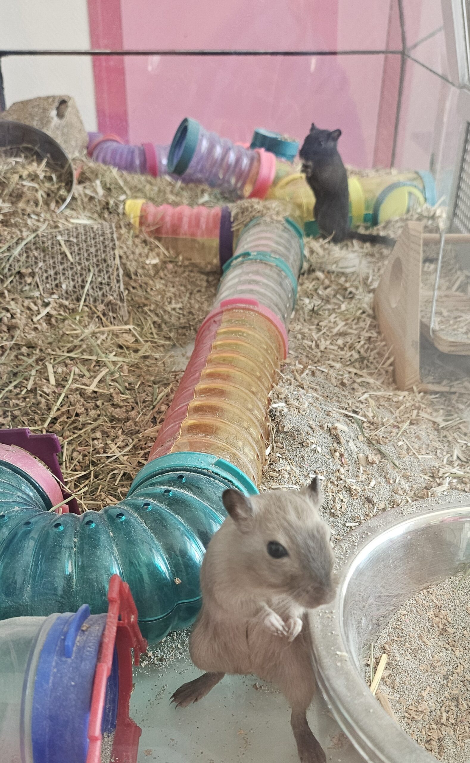 MAKO à l'adoption - SPA La Rochelle