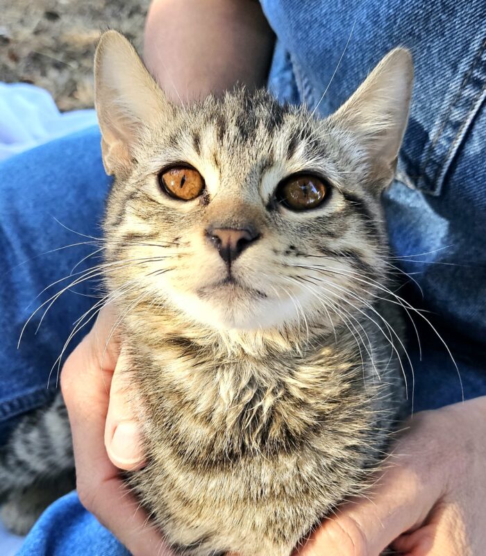 MAKO à l'adoption - SPA La Rochelle