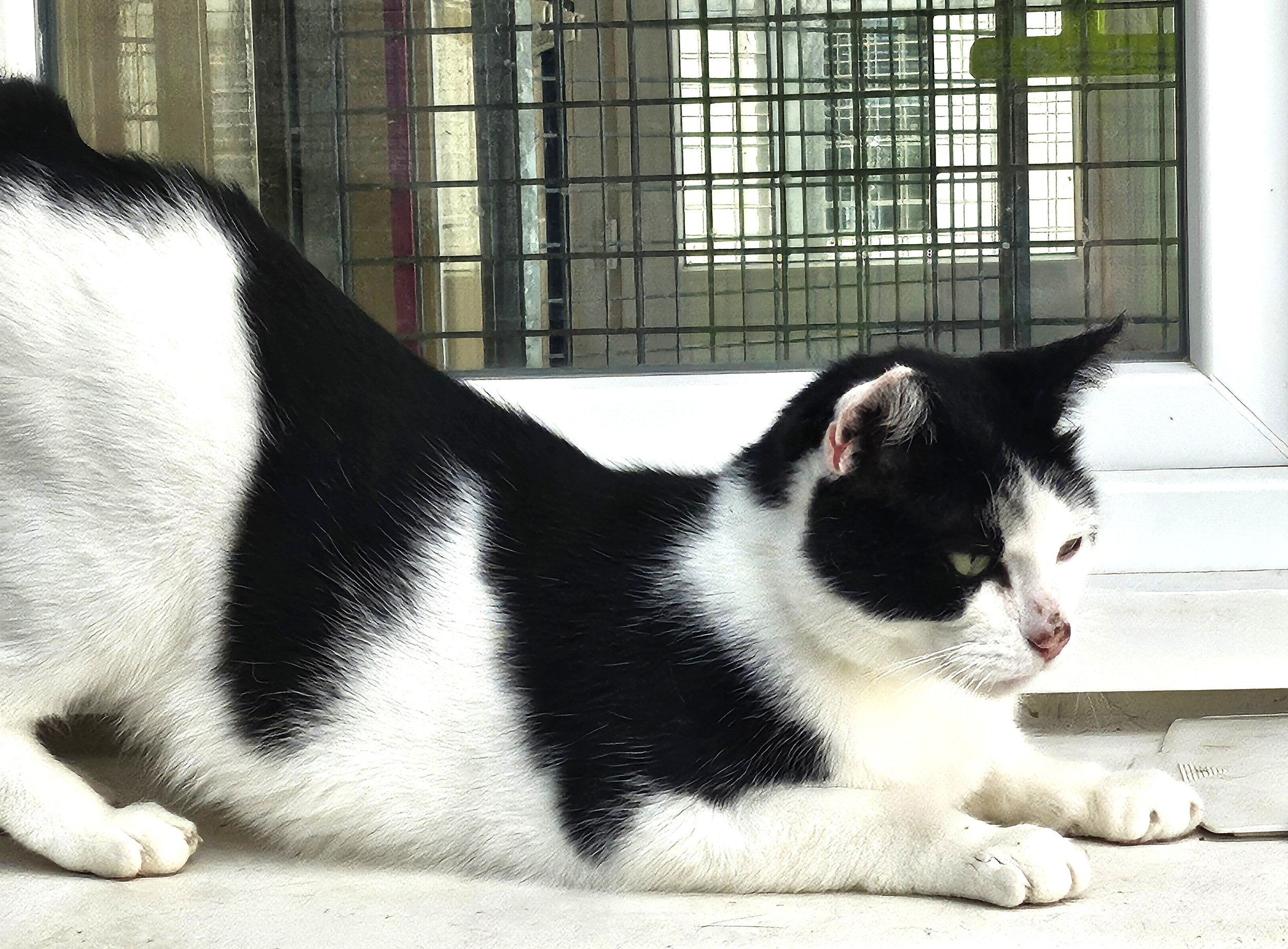 MAKO à l'adoption - SPA La Rochelle
