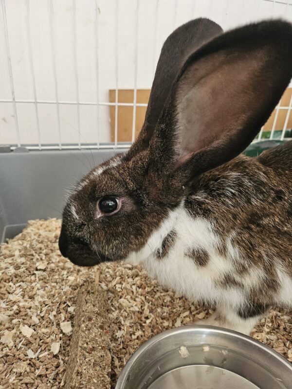MAKO à l'adoption - SPA La Rochelle