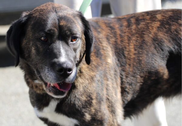 MAKO à l'adoption - SPA La Rochelle
