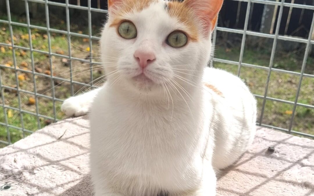 Alba
