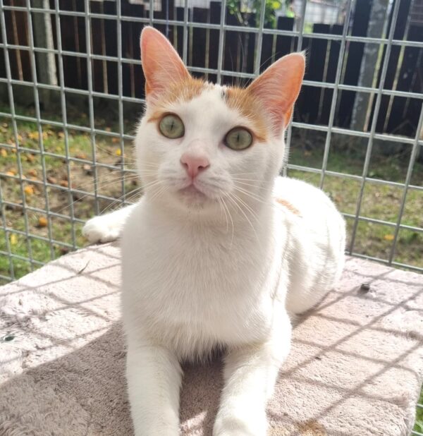 MAKO à l'adoption - SPA La Rochelle