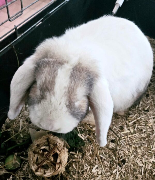MAKO à l'adoption - SPA La Rochelle