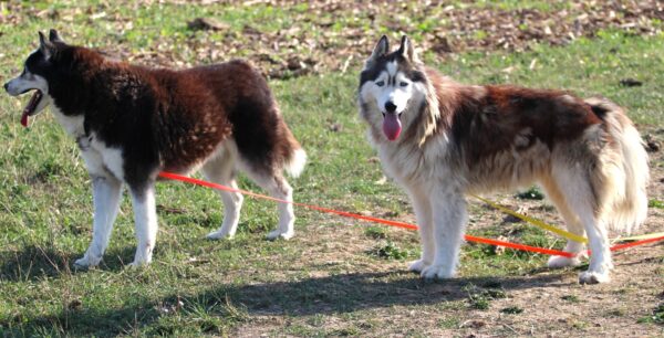 MAKO à l'adoption - SPA La Rochelle